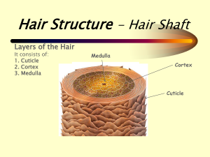 hair shaft